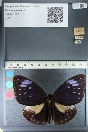 Media type: image;   Entomology 159987